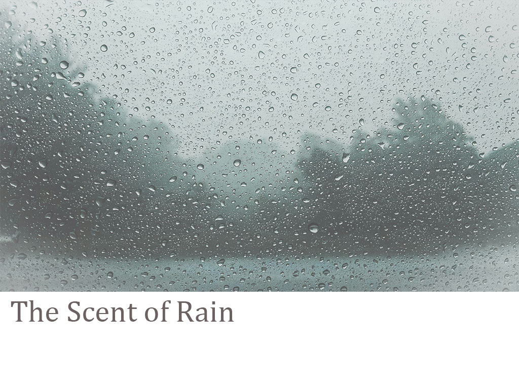 雨と香りのいい関係
